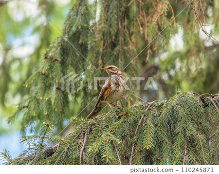 Wood bird Redwing, Turdus iliacus, sits on tree branch 110245871