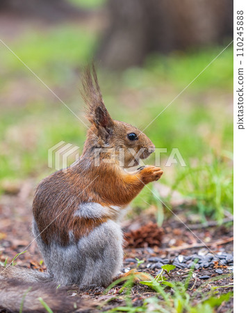 Squirrel eats a nut while sitting in green grass. Eurasian red squirrel, Sciurus vulgaris Squirrel eats a nut while sitting in green grass. Eurasian red squirrel, Sciurus vulgaris 110245888