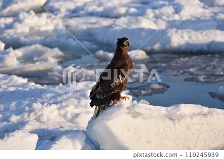 White-tailed eagle, drift ice of Rausu, Shiretoko Peninsula, Hokkaido White-tailed eagle, drift ice of Rausu, Shiretoko Peninsula, Hokkaido 110245939
