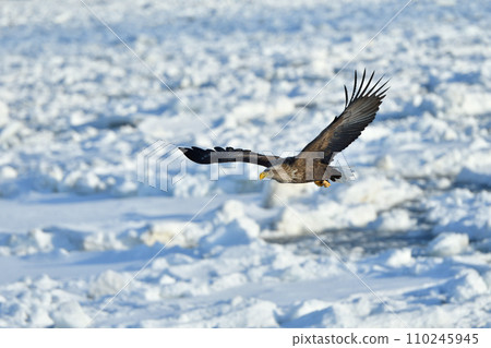 White-tailed eagle, drift ice of Rausu, Shiretoko Peninsula, Hokkaido 110245945