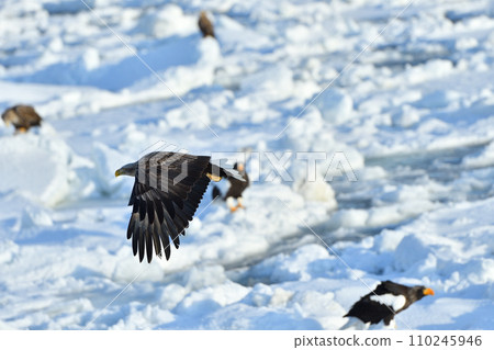 White-tailed eagle, drift ice of Rausu, Shiretoko Peninsula, Hokkaido 110245946