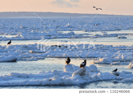 Eagle, Drift Ice of Rausu, Shiretoko Peninsula, Hokkaido 110246066