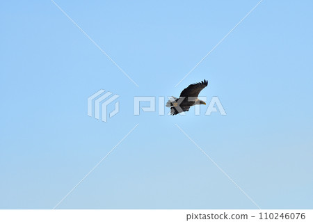 Eagle, Drift Ice of Rausu, Shiretoko Peninsula, Hokkaido Eagle, Drift Ice of Rausu, Shiretoko Peninsula, Hokkaido 110246076