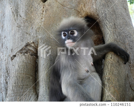 Dusky leaf monkey sitting on tree, Forest mammal with green trees and shrubs Dusky leaf monkey sitting on tree, Forest mammal with green trees and shrubs 110246151
