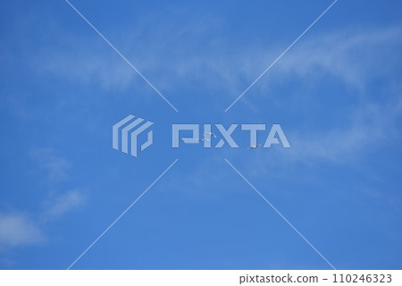 red-crowned crane, fine weather, kushiro, hokkaido 110246323