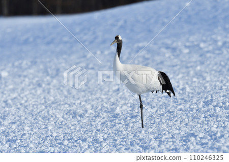 red-crowned crane, fine weather, kushiro, hokkaido red-crowned crane, fine weather, kushiro, hokkaido 110246325