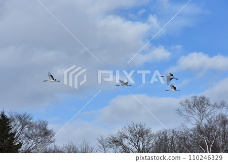 red-crowned crane, fine weather, kushiro, hokkaido 110246329