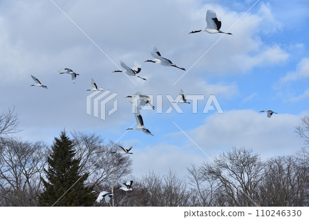 red-crowned crane, fine weather, kushiro, hokkaido 110246330
