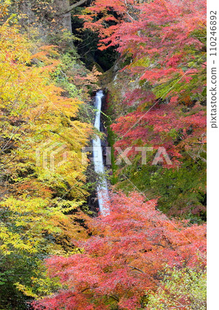 Kaminozawa, Minano-machi, Chichibu-gun, Saitama Prefecture. Chichibu Kegon Falls, one of the three Hinozawa waterfalls and named after Kegon Falls in Nikko, and autumn leaves. 110246892