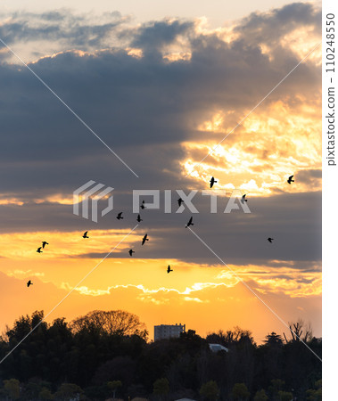 茨城縣水戶市，冬季野鳥和千場湖早晨 110248550