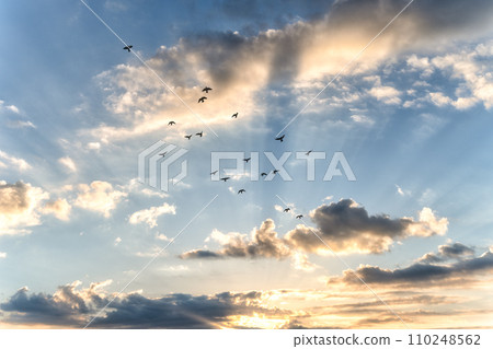 茨城縣水戶市，冬季野鳥和千場湖早晨 110248562