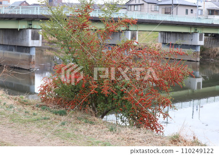 冬天河床上生長的紅色火棘果 冬天河床上生長的紅色火棘果 110249122