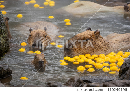 水豚-在浴缸裡 110249196