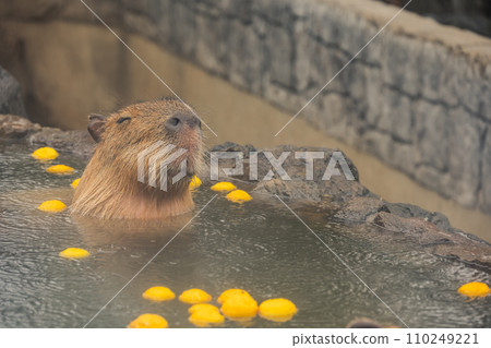 水豚-在浴缸裡 110249221