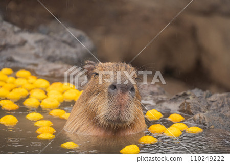 水豚-在浴缸裡 110249222