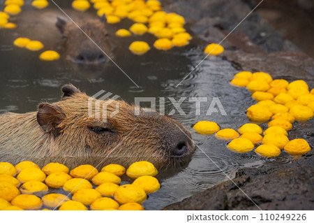 Capybara-in the bath 110249226