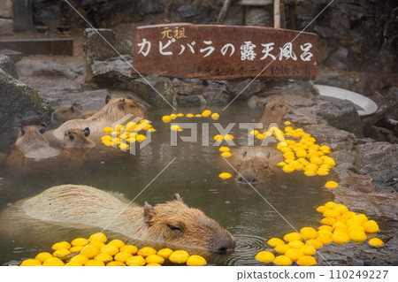 水豚-在浴缸裡 110249227