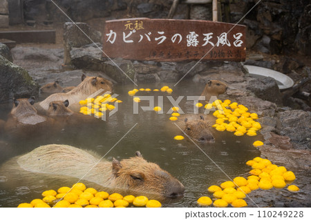 Capybara-in the bath 110249228
