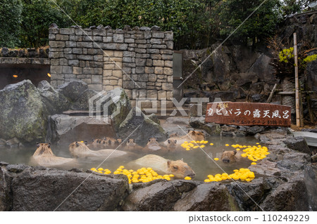 水豚-在浴缸裡 水豚-在浴缸裡 110249229