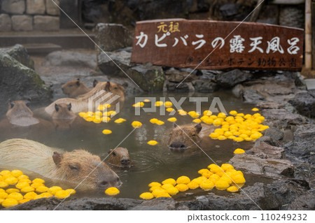水豚-在浴缸裡 110249232