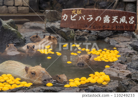 Capybara-in the bath Capybara-in the bath 110249233