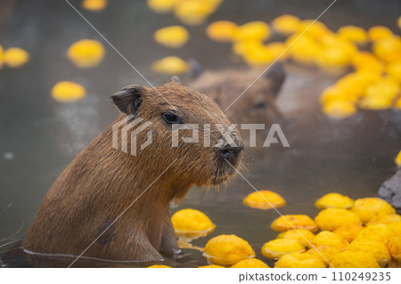 Capybara-in the bath 110249235