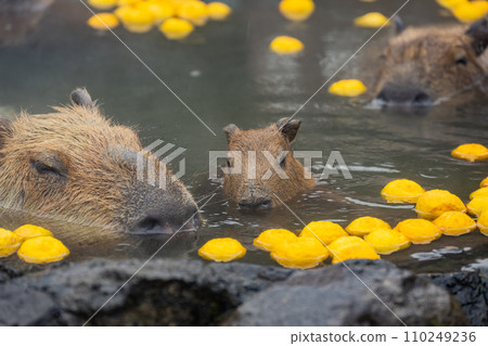Capybara-in the bath 110249236