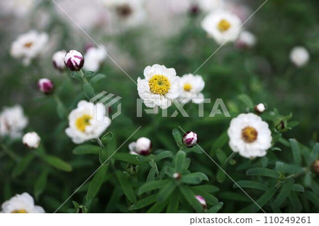 可愛的花 kanzashi 花 可愛的花 kanzashi 花 110249261