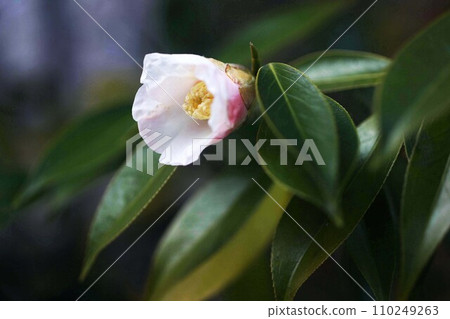 山茶花侘助的單花 山茶花侘助的單花 110249263