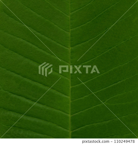 玉蘭葉大,葉脈美麗 玉蘭葉大,葉脈美麗 110249478