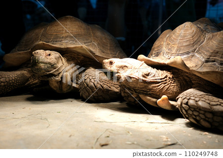 A spur-bearing turtle Latin Centrochelys sulcata with a beautiful shell pattern standing on green grass on a clear sunny day. Animals mammals reptiles zoos. 110249748
