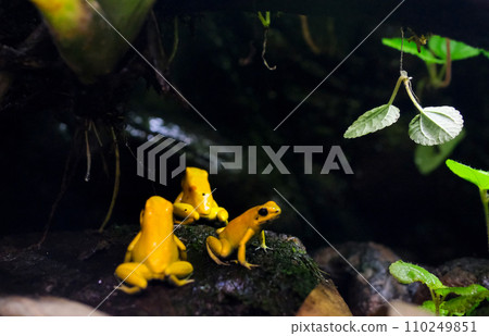 golden poison frog phyllobates terribills Golden poison frog in their natural habitat golden poison frog phyllobates terribills Golden poison frog in their natural habitat 110249851