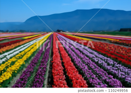 ABBOTSFORD TULIP FESTIVAL brought to you by Lakeland Flowers Tulips Colorful blooming flowers on plantation farm field at sunny spring day with mountains and highway on the background. 110249956