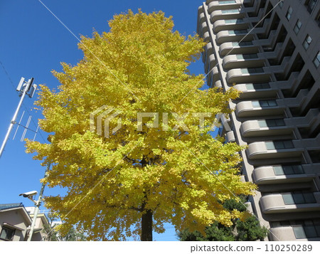 在藍天的銀杏樹biloba 在藍天的銀杏樹biloba 110250289