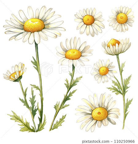 watercolor drawing, set of chamomile flowers and leaves. botanical illustration medical chamomile. watercolor drawing, set of chamomile flowers and leaves. botanical illustration medical chamomile. 110250966