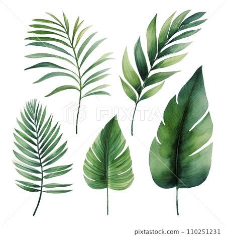 watercolor drawing, set of tropical palm leaves, monstera. tropical forests, clipart watercolor drawing, set of tropical palm leaves, monstera. tropical forests, clipart 110251231
