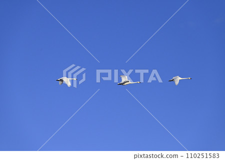 Flight of swans, Utsunomiya, Tochigi Prefecture Flight of swans, Utsunomiya, Tochigi Prefecture 110251583