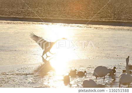 Flight of swans, Utsunomiya, Tochigi Prefecture Flight of swans, Utsunomiya, Tochigi Prefecture 110251588