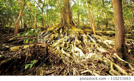 山路上發現的一棵樹，讓你感覺像一棵神聖的樹 110251663