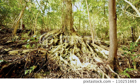 山路上發現的一棵樹，讓你感覺像一棵神聖的樹 110251665