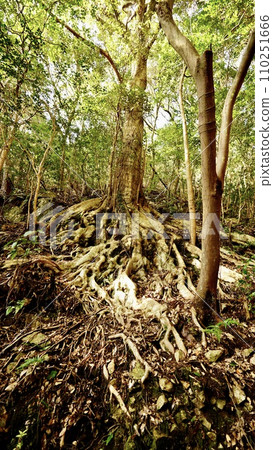 山路上發現的一棵樹，讓你感覺像一棵神聖的樹 110251666