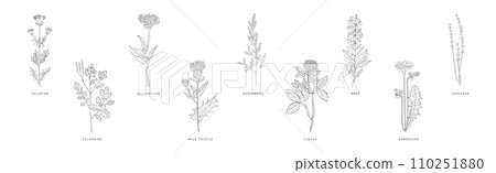Medical Herbs and Plant Hand Drawn on Stem with Latin Names Vector Set 110251880