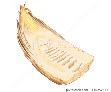 Realistic half-section illustration of bamboo shoots 110252314