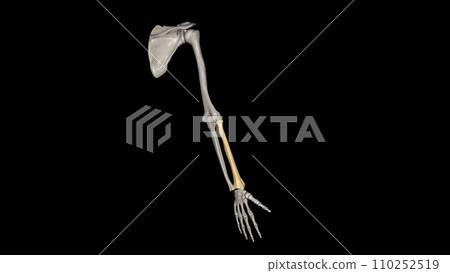 The radius head is a bone related to the elbow joint. Helps the forearm rotate around its axis 110252519