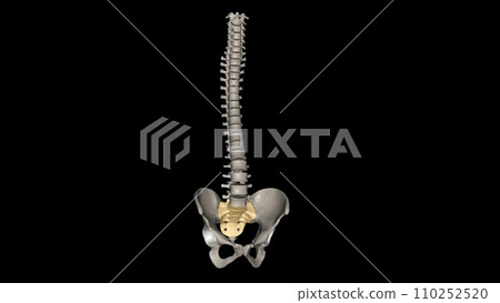 The sacrum is the triangular bone just below the lumbar vertebrae 110252520