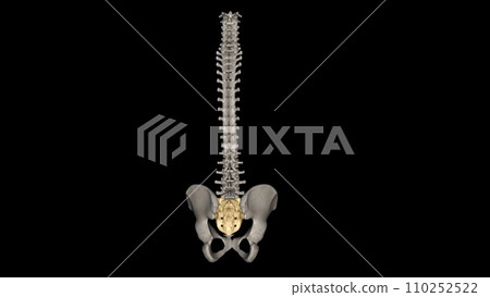 The sacrum is the triangular bone just below the lumbar vertebrae The sacrum is the triangular bone just below the lumbar vertebrae 110252522