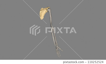 The scapula is a flat, triangular-shaped bone The scapula is a flat, triangular-shaped bone 110252524