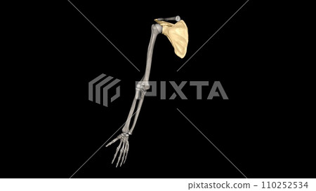 The scapula is a flat, triangular-shaped bone The scapula is a flat, triangular-shaped bone 110252534