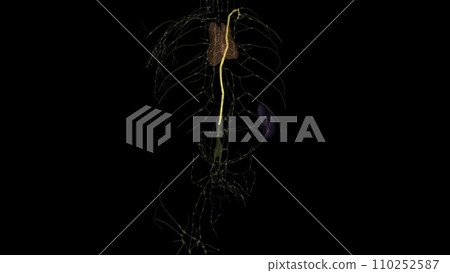 The function of the thoracic duct is to transport lymph back into the circulatory system The function of the thoracic duct is to transport lymph back into the circulatory system 110252587