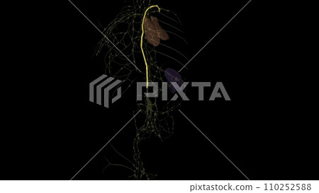 The function of the thoracic duct is to transport lymph back into the circulatory system 110252588